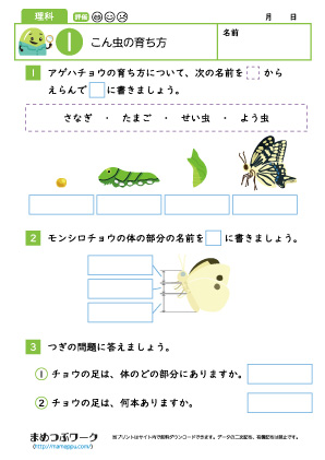 小3理科プリント│昆虫の育ち方1