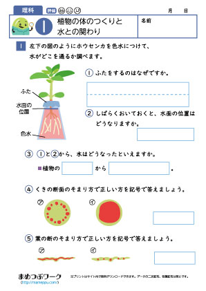 小6理科プリント|植物と水1