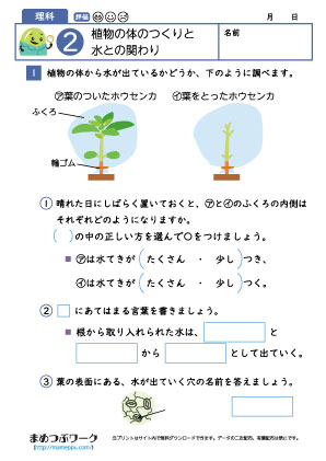 小6理科プリント|植物と水2