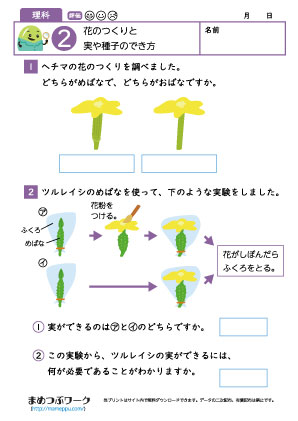 小5理科プリント｜花のつくり2