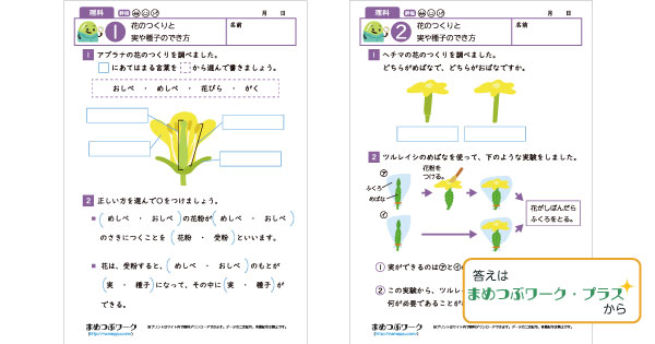 小5理科プリントのサムネイル画像