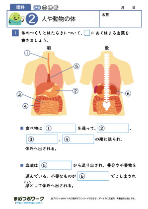 小6理科│人や動物の体2