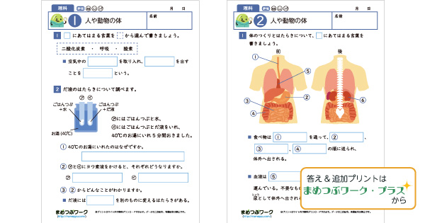 小6理科│人や動物の体のサムネイル画像